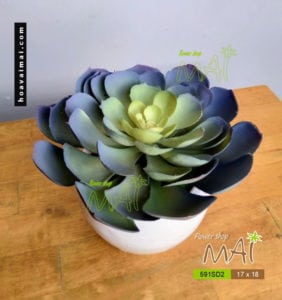 Sen đá đại 591SD