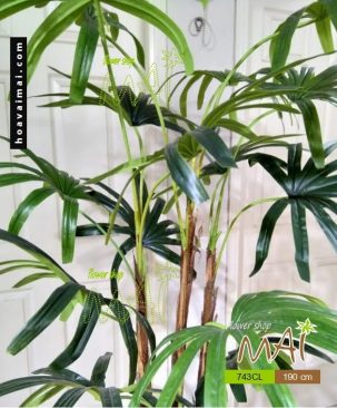 Cây trúc mây 743CL