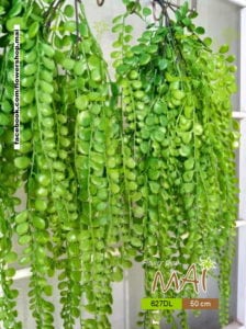 Bụi lá đô la 627DL