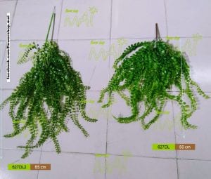 Bụi lá đô la 627DL 627DL2