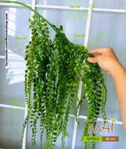 Bụi lá đô la 627DL2