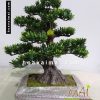 Cây tùng la hán bonsai bằng nhựa 750CV