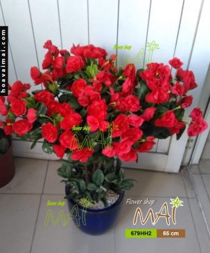 Chậu đỗ quyên 679HHV