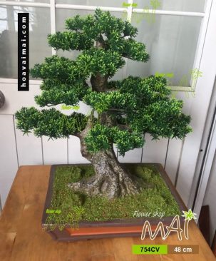 Tùng bonsai 754CV