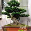 Cây tùng bonsai giả bằng nhựa 754CV
