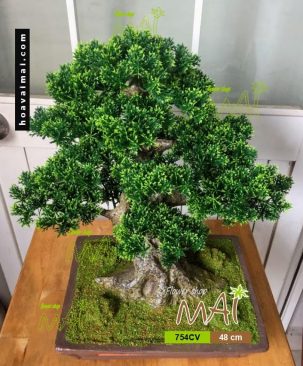 Tùng bonsai 754CV