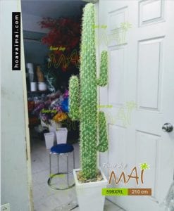 Xương rồng trụ giả lớn 3 tai 175 cm 599XRL