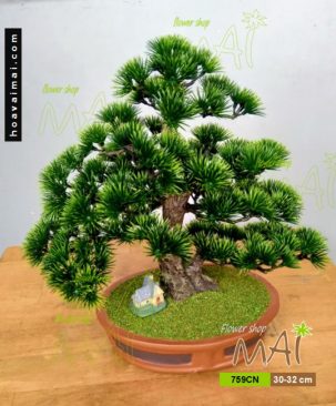 Tùng bonsai 759CN
