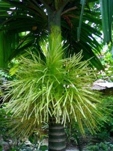 Hoa cau trong tự nhiên