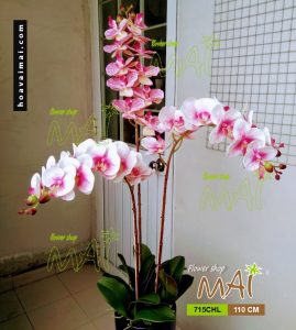 Lan hồ điệp 715CHL