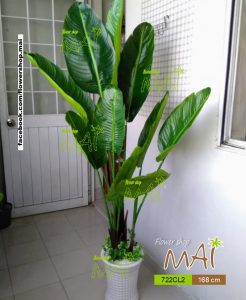 Cây chuối kiểng 722CL2