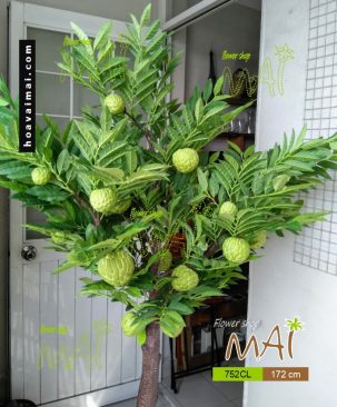 Mãng cầu na 1,7m 752CL