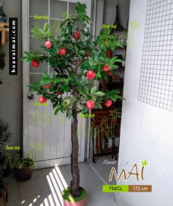 Cây táo 1,7m 754CL