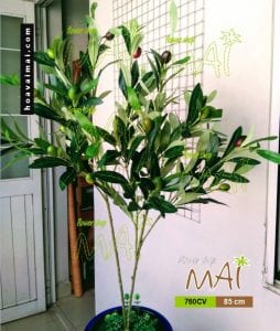 Cây ô liu giả 760CV