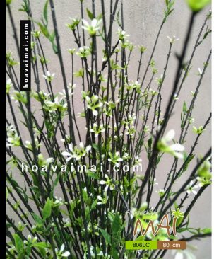Bụi hoa cỏ 806LC