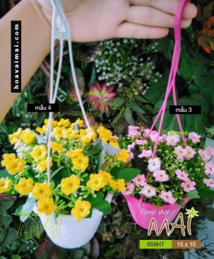 Thạch Thảo treo 659HT