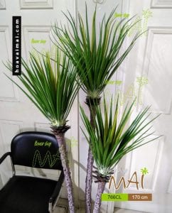 Dứa Nam Mỹ 766CL