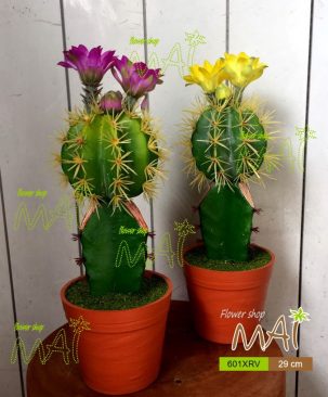 Xương rồng hoa 601XRV
