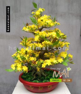 Mai bonsai 92cm BM020