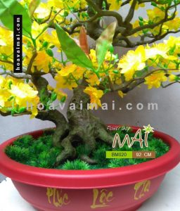 Mai bonsai 92cm BM020
