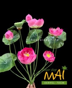 Bụi hoa sen Thái cao 70 cm 664HSL