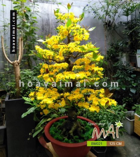 Mai bonsai giả thân uốn cong 125cm BM021