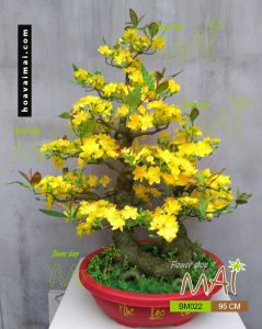 Chậu mai bonsai 95cm BM022