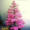 Đào bonsai giả dáng đẹp gốc to 165cm BD023