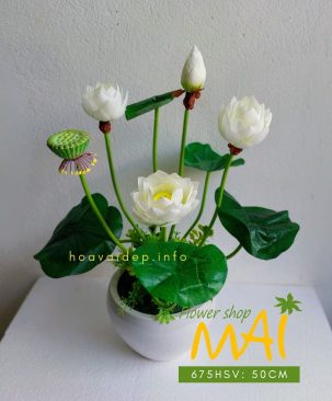 Chậu sen trắng Đài Loan 675HSV