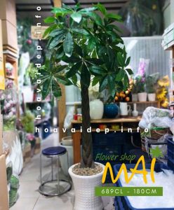 Cây Kim Ngân lớn đẹp giống thật 689CL