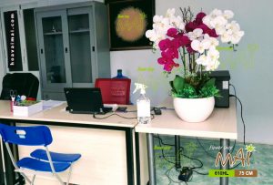 Lan hồ điệp đẹp 610HL