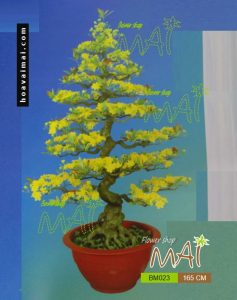 Mai bonsai 165cm BM023