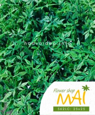 Cỏ tấm giả đẹp trang trí đa năng 562LC