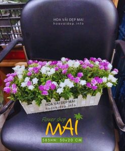 Hàng rào hoa thạch thảo trắng tím 583HN