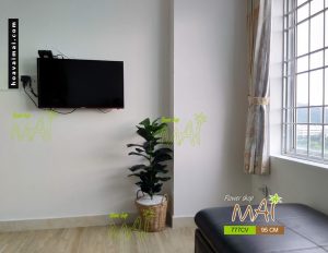 Cây bàng giỏ mây 777CV