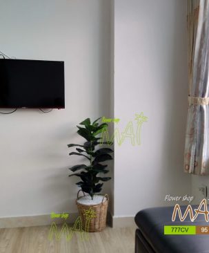 Cây bàng giỏ mây 777CV