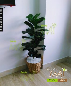 Cây bàng giỏ mây 777CV