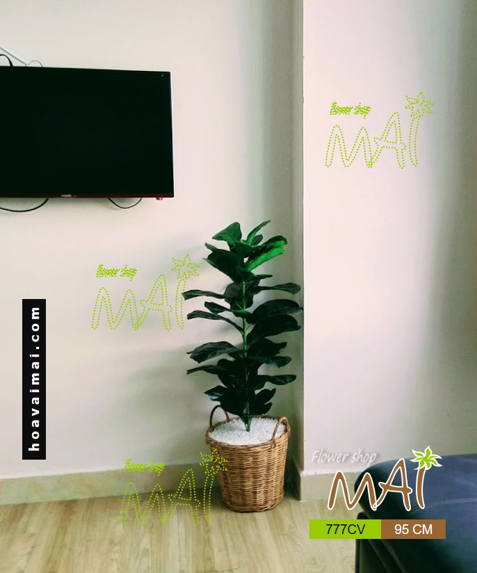 Cây bàng giỏ mây 777CV