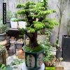 Cây tùng bonsai 778CL