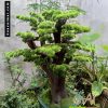 Cây tùng bonsai 778CL