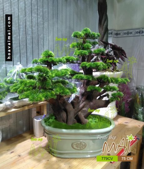 Cây tùng bonsai 779CV
