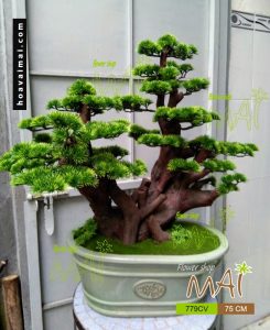 Cây tùng bonsai 779CV