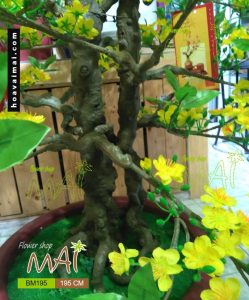 Mai Tết 195cm BM195