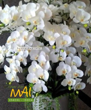 Chậu lan hồ điệp cao to 50 cành 234CHL