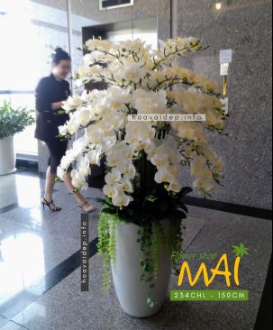 Chậu lan hồ điệp cao to 50 cành 234CHL
