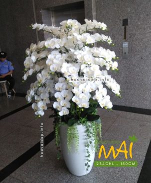 Chậu lan hồ điệp cao to 50 cành 234CHL