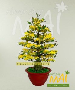 Chậu Mai bonsai giả chưng Tết 1m15 525BM15