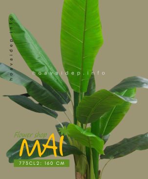 Bụi chuối giả 3 thân cao 160 cm 773CL2