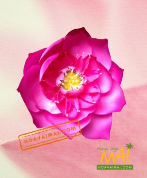 Cận cảnh hoa sen lụa Thái Lan