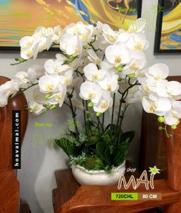 Chậu lan cao su trắng 720CHL
